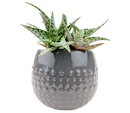 Gray Dot Planter