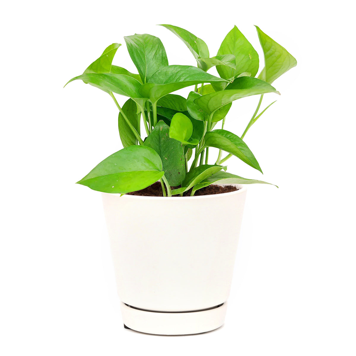 jade office plant Pothos Jade - Trailing air-purifying easy care houseplant