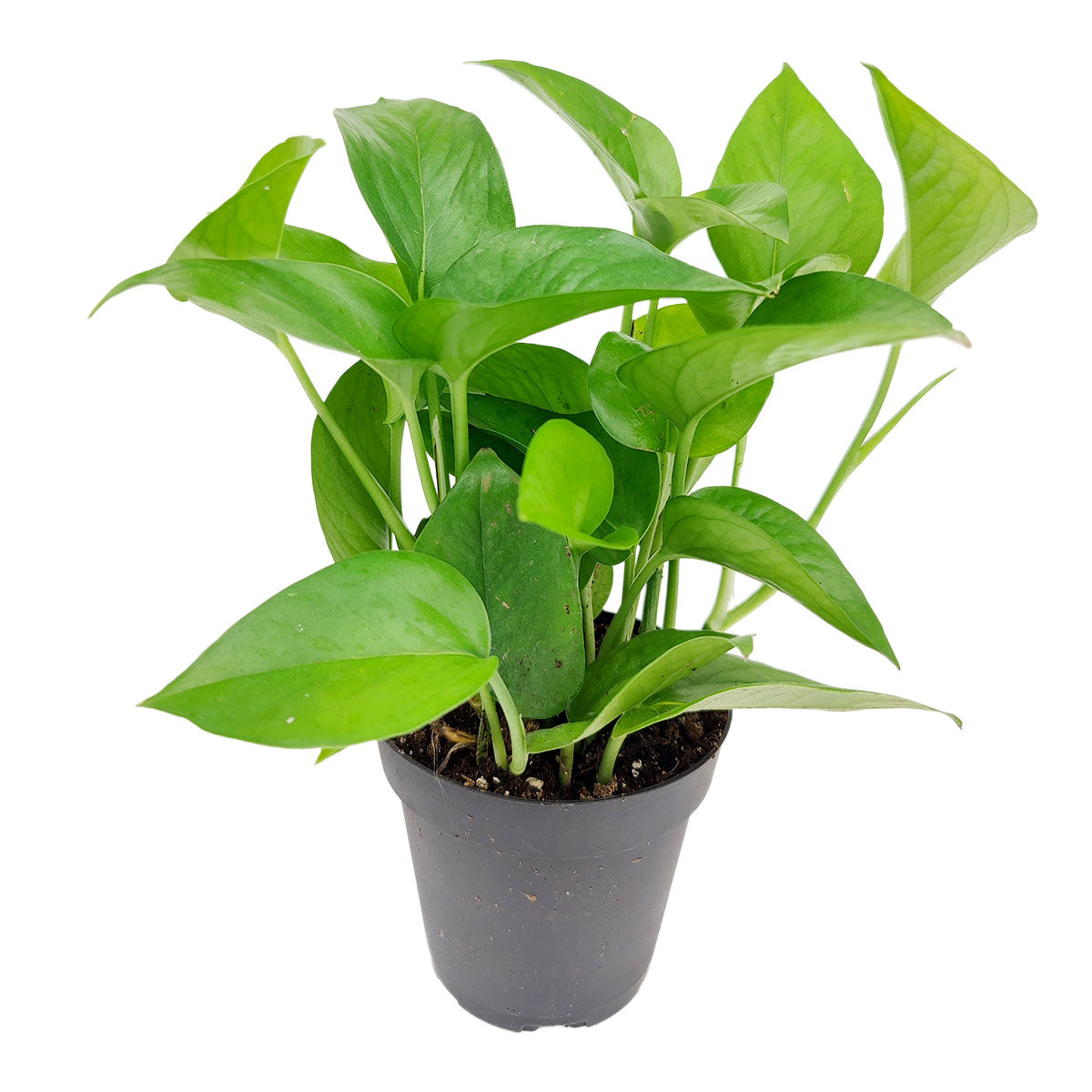 jade pothos pet friendly Pothos Jade - Trailing air-purifying easy care houseplant