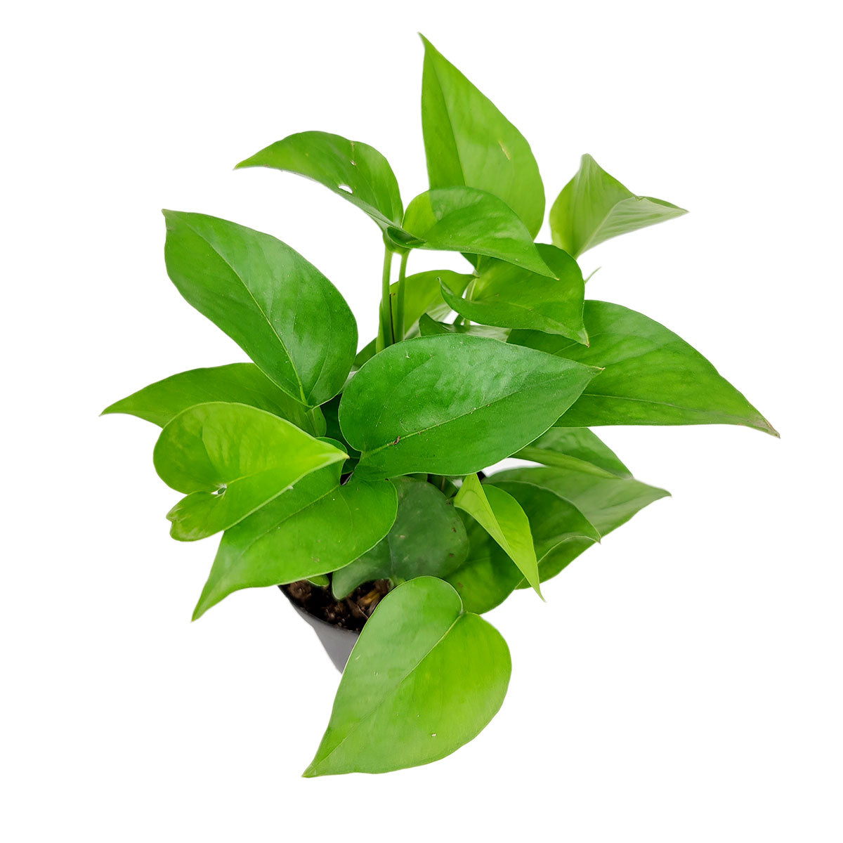 Pothos Jade, Epipremnum aureum &#39;Jade&#39;, best trailing plant for home and office, low light easy-care houseplant, green foliage houseplant