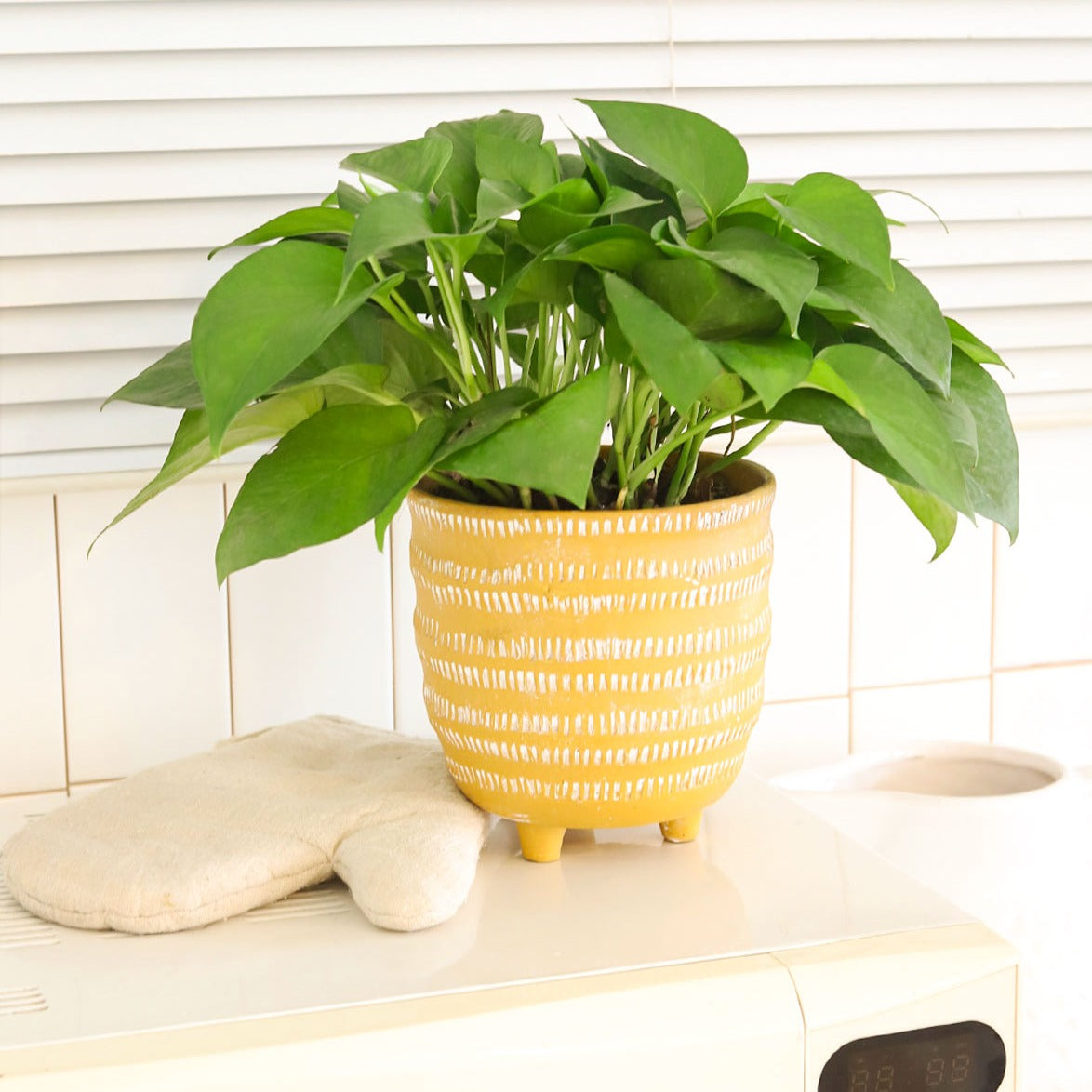 Pothos Jade, Epipremnum aureum &#39;Jade&#39;, best trailing plant for home and office, low light easy-care houseplant, green foliage houseplant