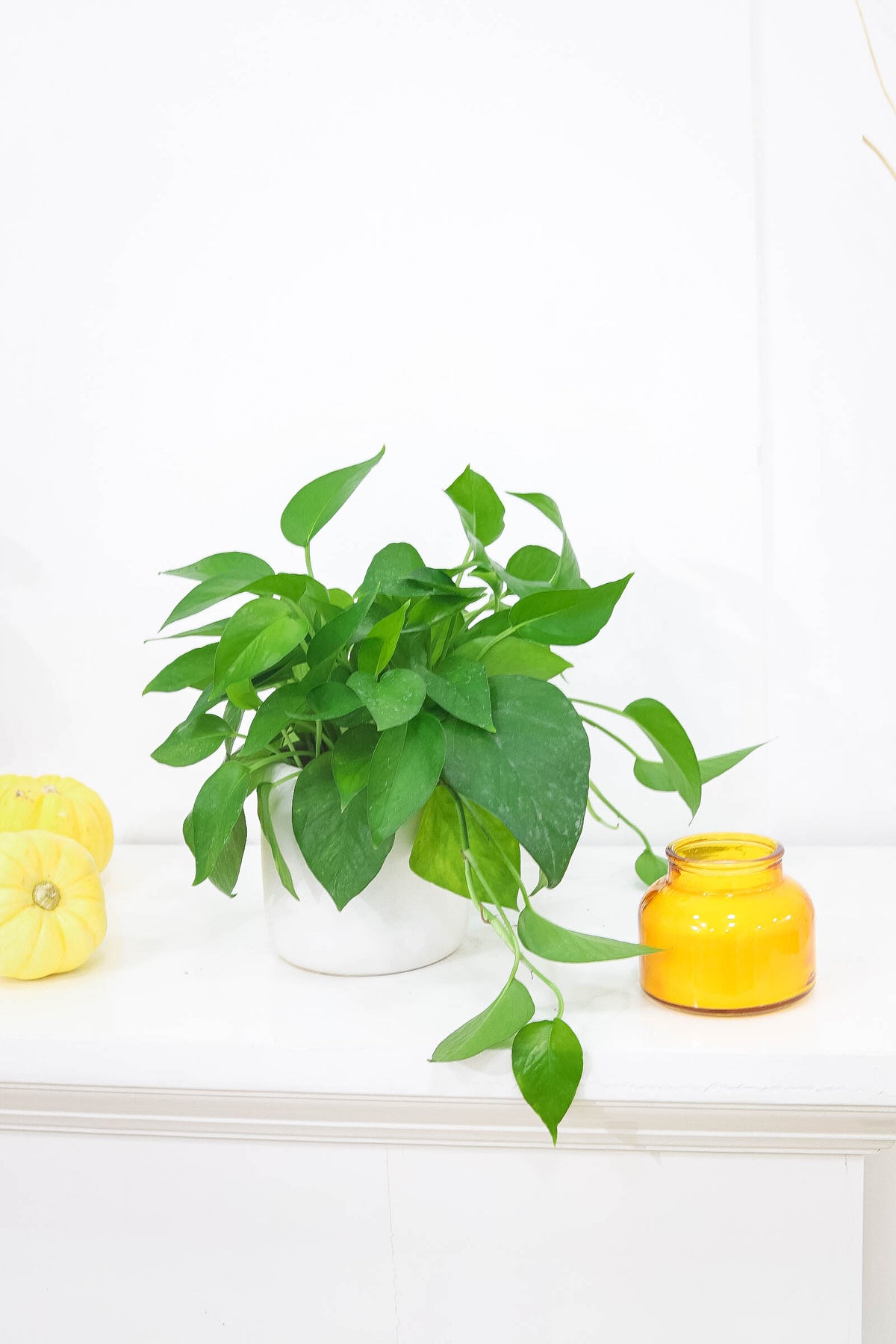 jade pothos light requirements Pothos Jade - Trailing air-purifying easy care houseplant