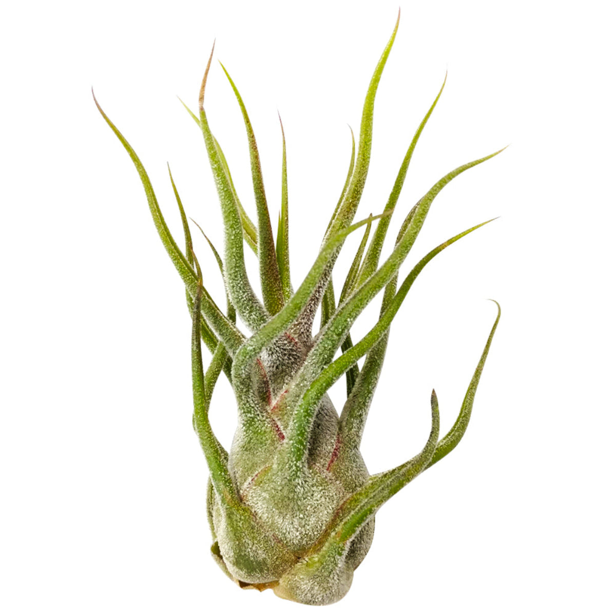fuzzy air plant Tillandsia Pruinosa Fuzzy Wuzzy