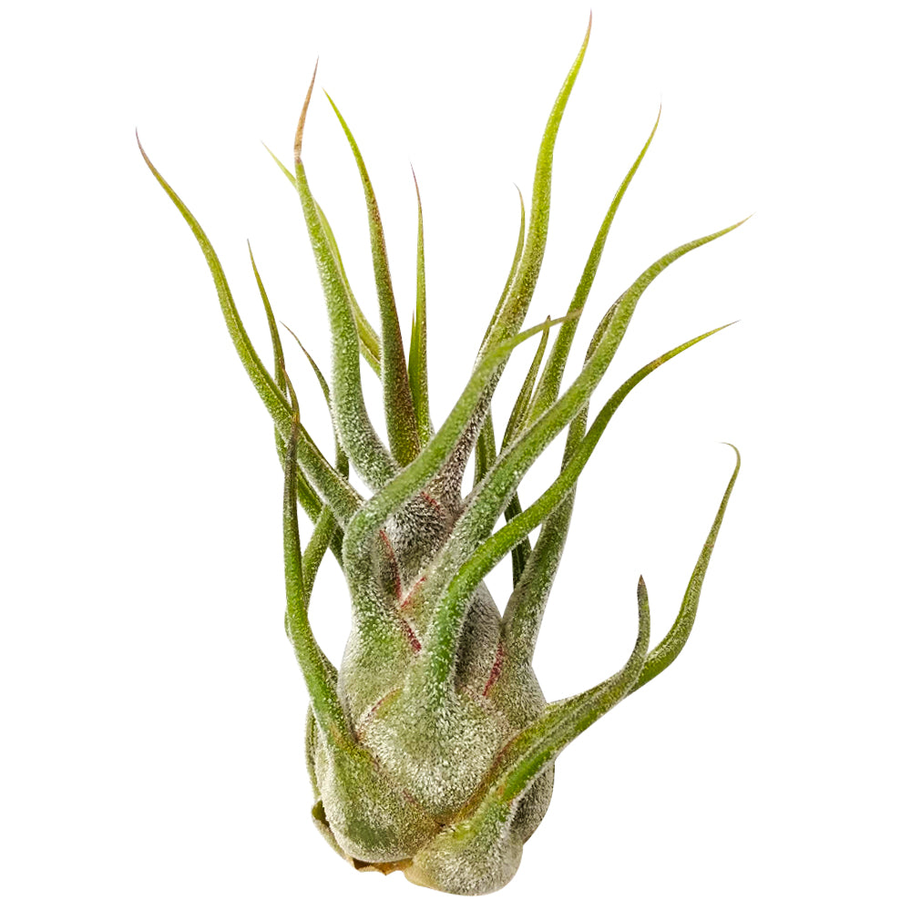 Tillandsia Pruinosa air plant for sale, Tillandsia Pruinosa Fuzzy Wuzzy Air Plant & Care Guide, air plants subscription box monthly, air plants gift boxes, airplants decor ideas, How to grow Pruinosa indoor