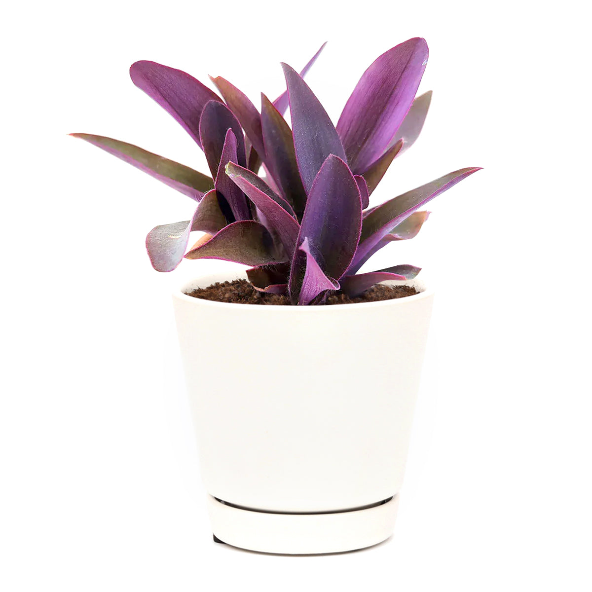 purple heart plant fertilizer Purple Heart Tradescantia Pallida - Purple Heart Plants For Sale