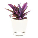 Purple Heart Tradescantia Pallida, easy to care houseplant, best indoor plant for home office decoration, purple heart plant, how to care for tradescantia pallida, care tips for growing Purple Heart Plants