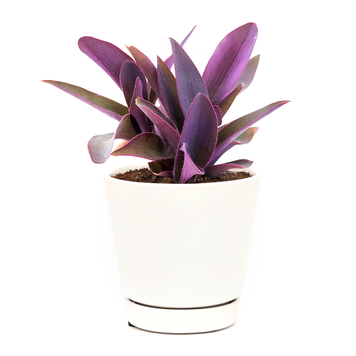 Purple Heart Tradescantia Pallida, easy to care houseplant, best indoor plant for home office decoration, purple heart plant, how to care for tradescantia pallida