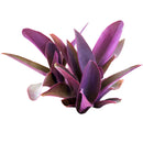 Purple Heart Tradescantia Pallida, easy to care houseplant, best indoor plant for home office decoration, purple heart plant, how to care for tradescantia pallida, care tips for growing Purple Heart Plants