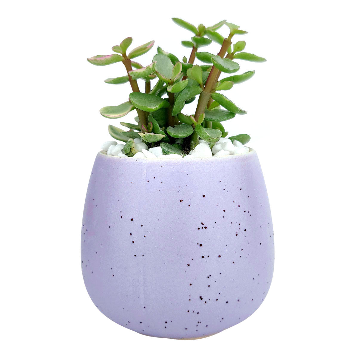 Purple Egg Pot for sale, Purple Elegant Plain Ceramic Pot for sale, Mini ceramic pot for succulents and cacti, Modern design pot, Succulent and cactus pots for sale, Succulent gift decor ideas, Elegant flower pots