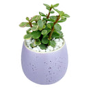 Purple Egg Pot for sale, Purple Elegant Plain Ceramic Pot for sale, Mini ceramic pot for succulents and cacti, Modern design pot, Succulent and cactus pots for sale, Succulent gift decor ideas, Elegant flower pots