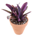 Purple Heart Tradescantia Pallida, easy to care houseplant, best indoor plant for home office decoration, purple heart plant, how to care for tradescantia pallida, care tips for growing Purple Heart Plants