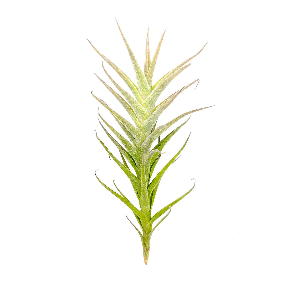 Tillandsia Purpurea Enano Shooting Star air plant for sale, unique gift decor ideas, air plant subscription delivery monthly, Tillandsia Purpurea Enano Shooting Star with air plant care guide, rare air plant