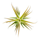 Tillandsia Purpurea Enano Shooting Star air plant for sale, unique gift decor ideas, air plant subscription delivery monthly, Tillandsia Purpurea Enano Shooting Star with air plant care guide, rare air plant