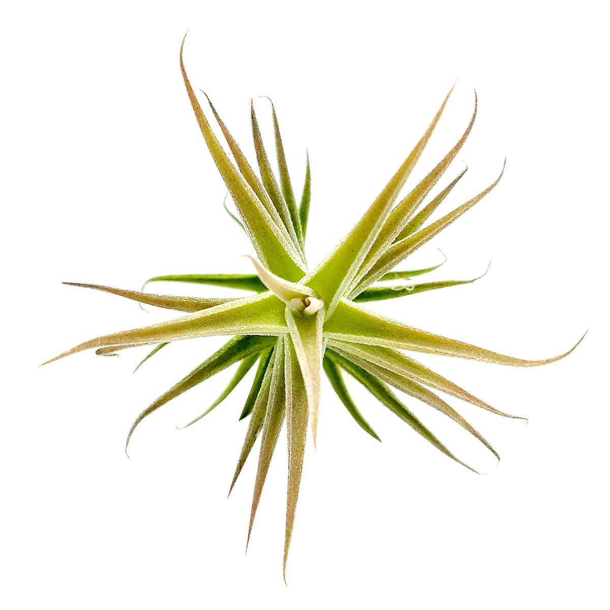 Tillandsia Purpurea Enano Shooting Star air plant for sale, unique gift decor ideas, air plant subscription delivery monthly, Tillandsia Purpurea Enano Shooting Star with air plant care guide, rare air plant