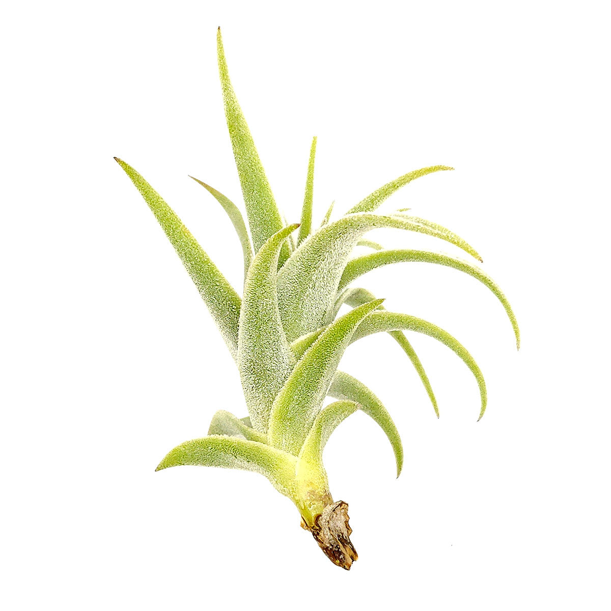 Tillandsia Purpurea Spiral air plant for sale, unique gift decor ideas, air plant subscription delivery monthly, Tillandsia Purpurea Spiral with air plant care guide, rare air plant