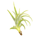 Tillandsia Purpurea Spiral air plant for sale, unique gift decor ideas, air plant subscription delivery monthly, Tillandsia Purpurea Spiral with air plant care guide, rare air plant