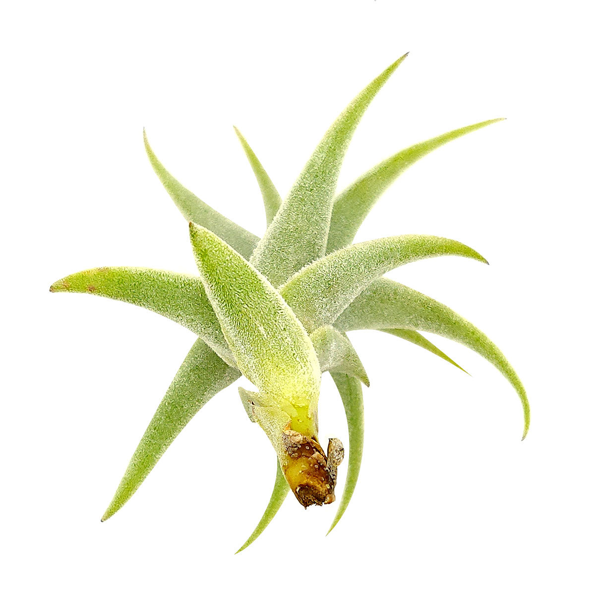 Tillandsia Purpurea Spiral air plant for sale, unique gift decor ideas, air plant subscription delivery monthly, Tillandsia Purpurea Spiral with air plant care guide, rare air plant
