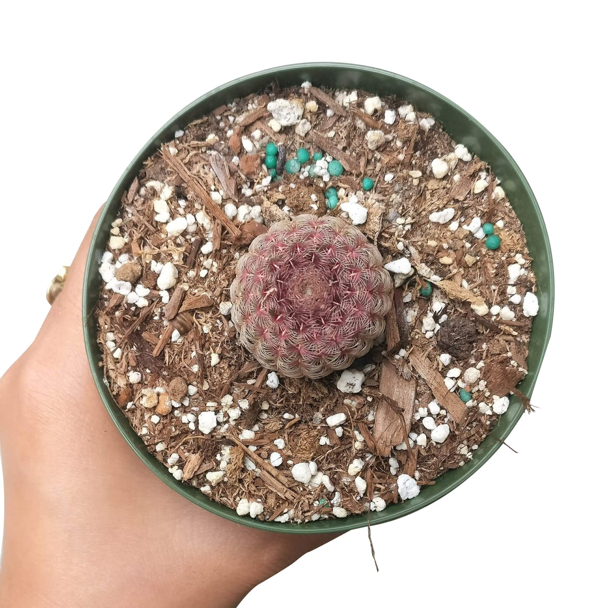 Arizona Rainbow Cactus Care, Echinocereus Cactus for sale, Rainbow Hedgehog Cactus in California, Round Cactus party, Rare succulents, indoor succulents, succulents garden, succulent subscription, monthly succulents, succulent care guide, succulent care tips, how to grow hedgehog cactus, succulents for sale, cactus, cactus succulent, succulent cactus, cacti, cactus and succulents, succulents box, succulent shop, buy succulents online