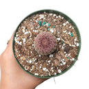 Arizona Rainbow Cactus Care, Echinocereus Cactus for sale, Rainbow Hedgehog Cactus in California, Round Cactus party, Rare succulents, indoor succulents, succulents garden, succulent subscription, monthly succulents, succulent care guide, succulent care tips, how to grow hedgehog cactus, succulents for sale, cactus, cactus succulent, succulent cactus, cacti, cactus and succulents, succulents box, succulent shop, buy succulents online