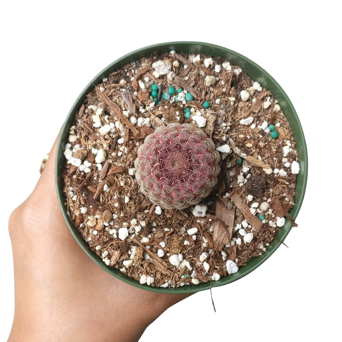 Arizona Rainbow Cactus Care, Echinocereus Cactus for sale, Rainbow Hedgehog Cactus in California, Round Cactus party, Rare succulents, indoor succulents, succulents garden, succulent subscription, monthly succulents, succulent care guide, succulent care tips, how to grow hedgehog cactus, succulents for sale, cactus, cactus succulent, succulent cactus, cacti, cactus and succulents, succulents box, succulent shop, buy succulents online