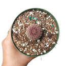 Arizona Rainbow Cactus Care, Echinocereus Cactus for sale, Rainbow Hedgehog Cactus in California, Round Cactus party, Rare succulents, indoor succulents, succulents garden, succulent subscription, monthly succulents, succulent care guide, succulent care tips, how to grow hedgehog cactus, succulents for sale, cactus, cactus succulent, succulent cactus, cacti, cactus and succulents, succulents box, succulent shop, buy succulents online