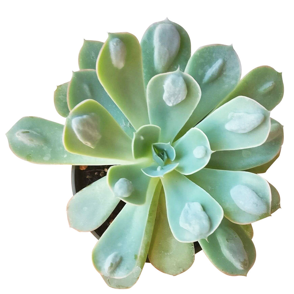 Echeveria raindrops for sale, Succulents shop near me, succulents shop in California, succulents garden, succulents store in CA, Succulents, succulent subscription, succulent care, Echeveria Raindrops Succulent in California, How to grow Echeveria Raindrops Succulent, Thanksgiving succulents gift, Easter succulents idea, echeveria, echeveria succulent, echeveria types, succulent echeveria, buy succulents online, succulent shop, succulent store, echeveria plant, indoor succulents