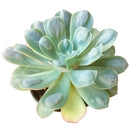 Echeveria Raindrops Succulent in California, How to grow Echeveria Raindrops Succulent, Thanksgiving succulents gift, Easter succulents idea, echeveria, echeveria succulent, echeveria types, succulent echeveria, buy succulents online, succulent shop, succulent store, echeveria plant, indoor succulents