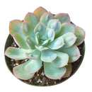 Echeveria Raindrops Succulent in California, How to grow Echeveria Raindrops Succulent, Thanksgiving succulents gift, Easter succulents idea, echeveria, echeveria succulent, echeveria types, succulent echeveria, buy succulents online, succulent shop, succulent store, echeveria plant, indoor succulents