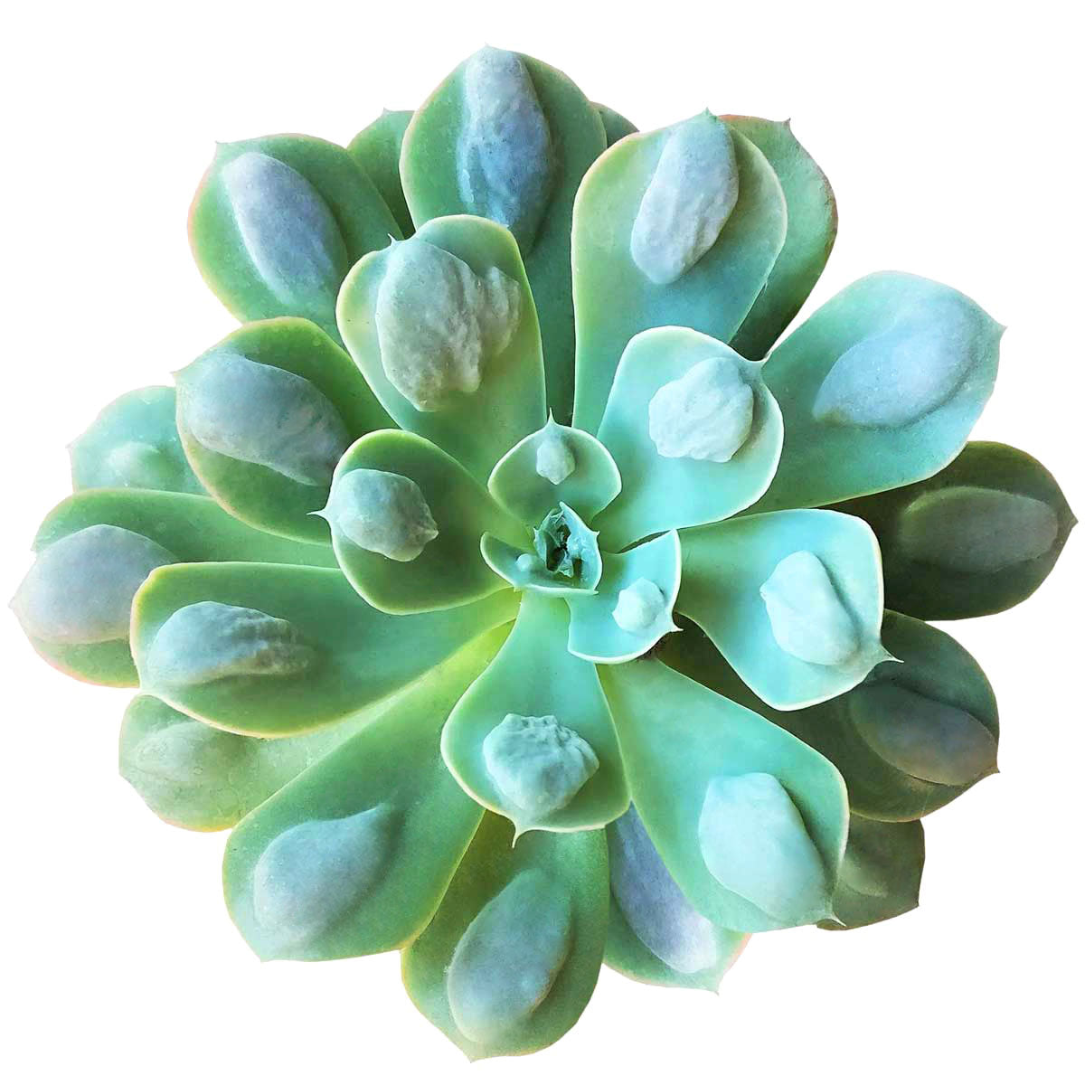 raindrop succulent care Echeveria Raindrops Succulent
