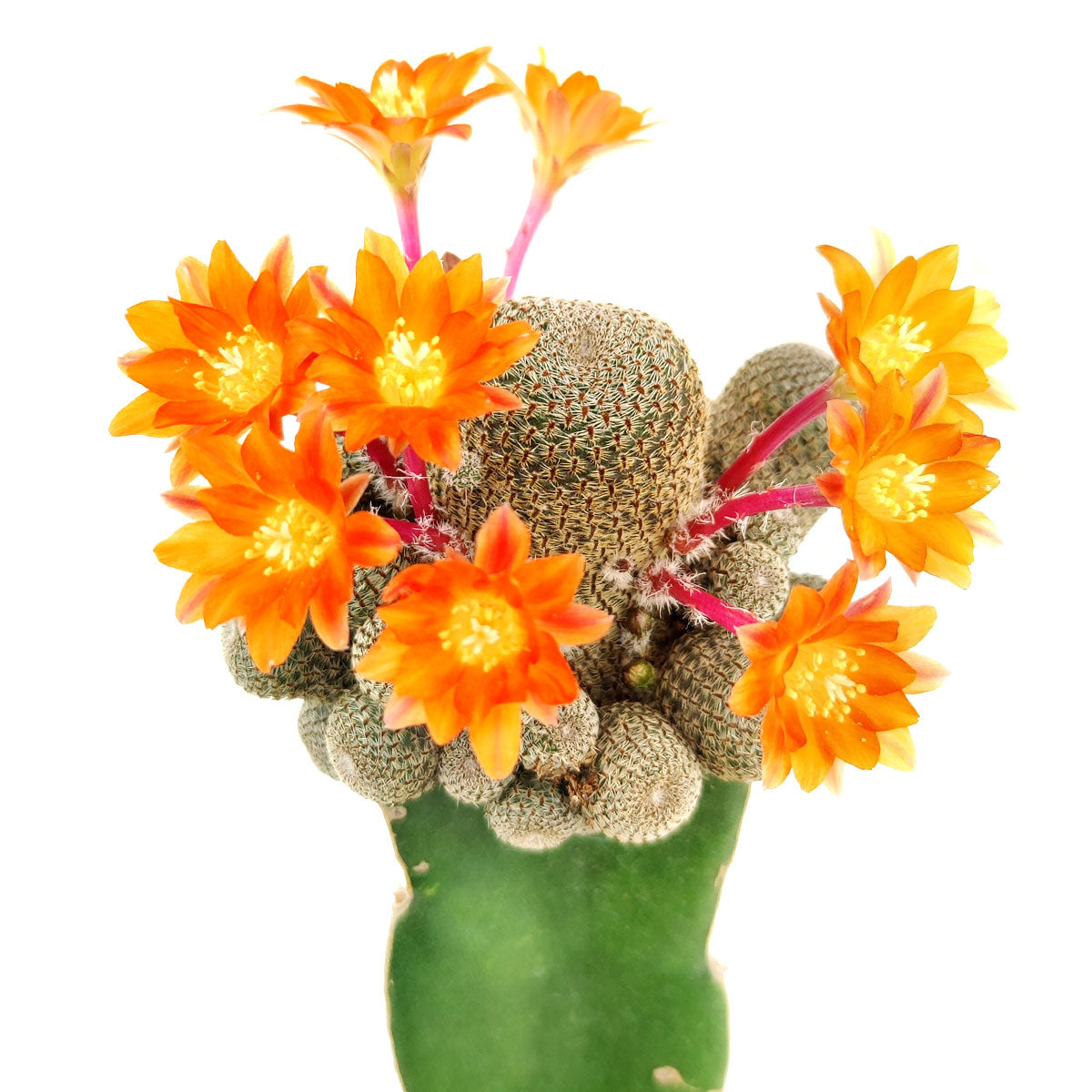 Rebutia Condorensis Rare Cactus Plant | Unique Succulent Gift Decor Ideas