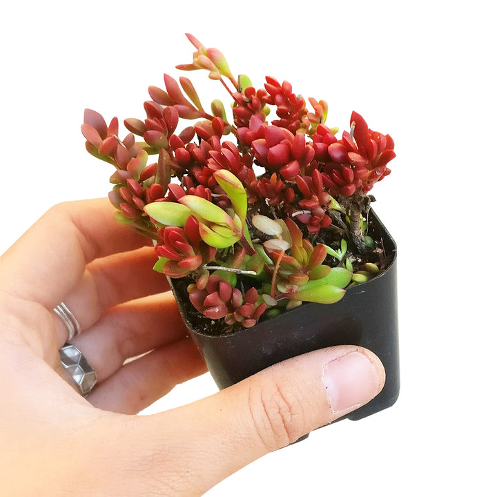 large red succulents Red Carpet Sedum Crassula pubescens subsp. radicans for Sale