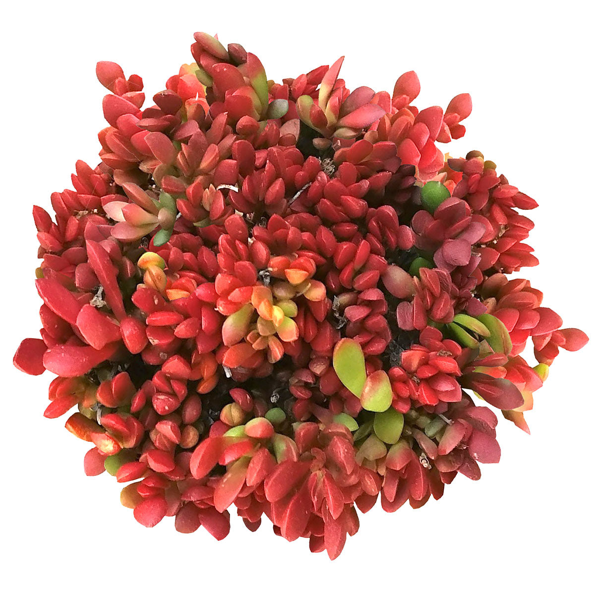 Red Carpet Sedum Crassula Scens Subsp Radicans For Succulents Box