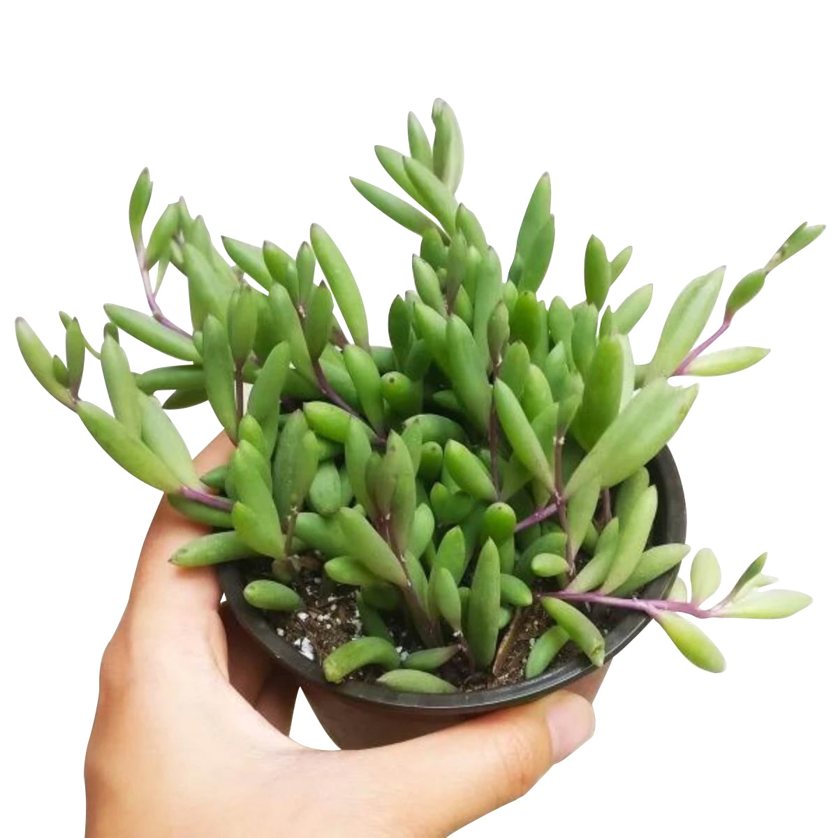 Ruby Necklace Succulent for sale, cactus, succulent plant, monthly succulents, indoor succulents, succulent care guide, how to grow succulents, Succulents shop near me, succulent subscription, Ruby Necklace Succulent in California, How to grow Ruby Necklace Succulent
