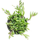 How to care for Ruby Necklace Succulent, How to make your succulent purple, How to change succulent color, How to make Ruby Necklace turn purple, Succulent turning purple, How to make succulents change color, How to grow colorful succulents