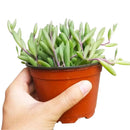 How to care for Ruby Necklace Succulent, How to make your succulent purple, How to change succulent color, How to make Ruby Necklace turn purple, Succulent turning purple, How to make succulents change color, How to grow colorful succulents