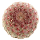 Arizona Rainbow Cactus Care, Echinocereus Cactus for sale, Rainbow Hedgehog Cactus in California, Round Cactus party, Rare succulents, indoor succulents, succulents garden, succulent subscription, monthly succulents, succulent care guide, succulent care tips, how to grow hedgehog cactus, succulents for sale, cactus, cactus succulent, succulent cactus, cacti, cactus and succulents, succulents box, succulent shop, buy succulents online