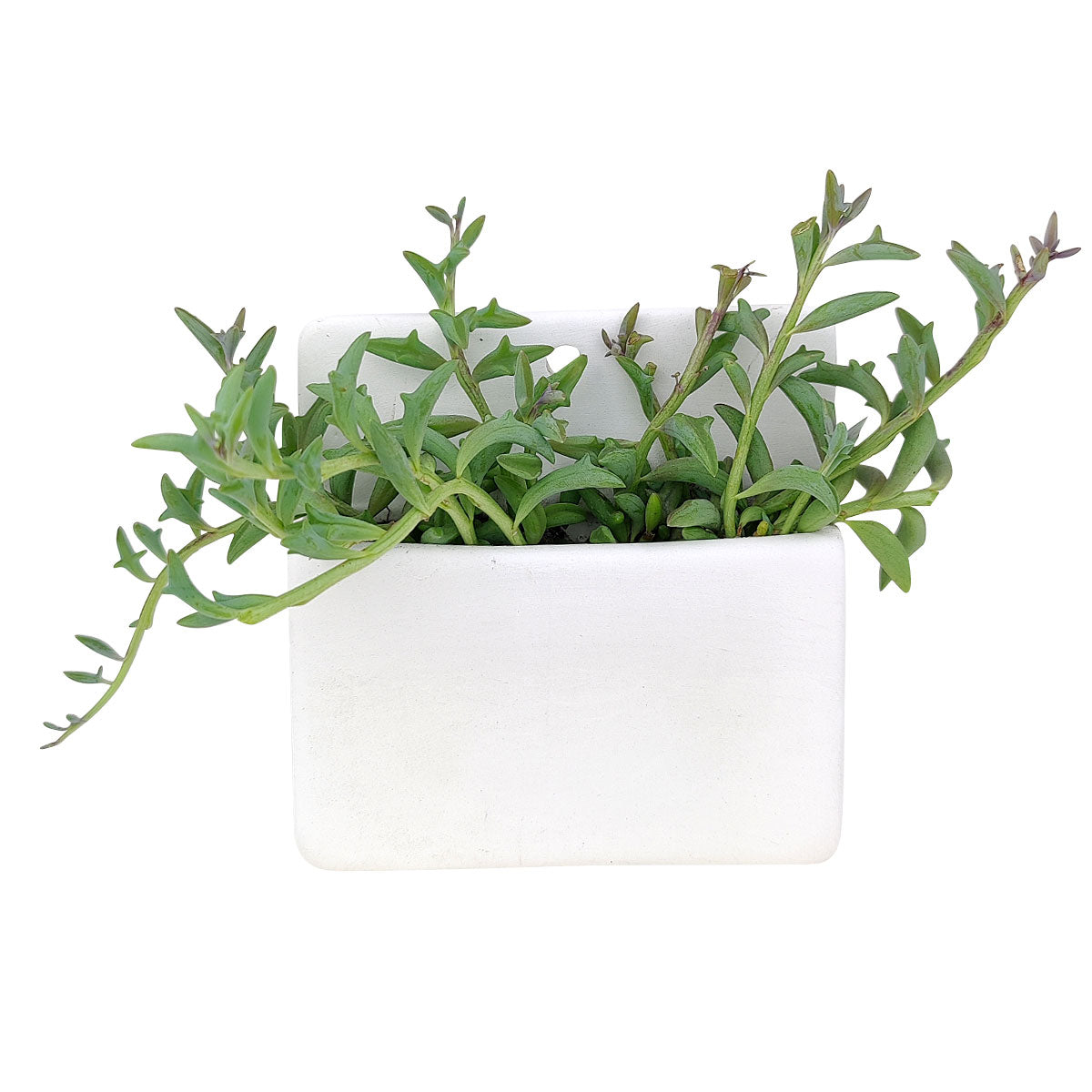 rectangle pots for succulents Rectangle Hanging Planter | Ceramic Pot for Air Plant & Small Succulent