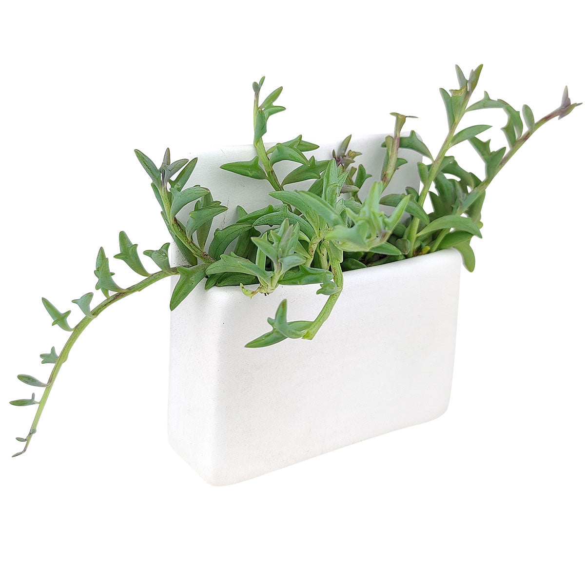 hanging planter rectangle Rectangle Hanging Planter | Ceramic Pot for Air Plant & Small Succulent