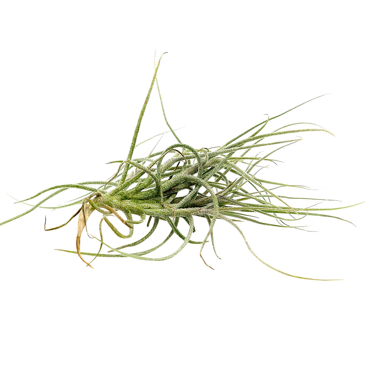 Tillandsia Recurvata Clump air plant for sale, unique gift decor ideas, air plant subscription delivery monthly, Tillandsia Recurvata Clump with air plant care guide, Ball Moss air plant