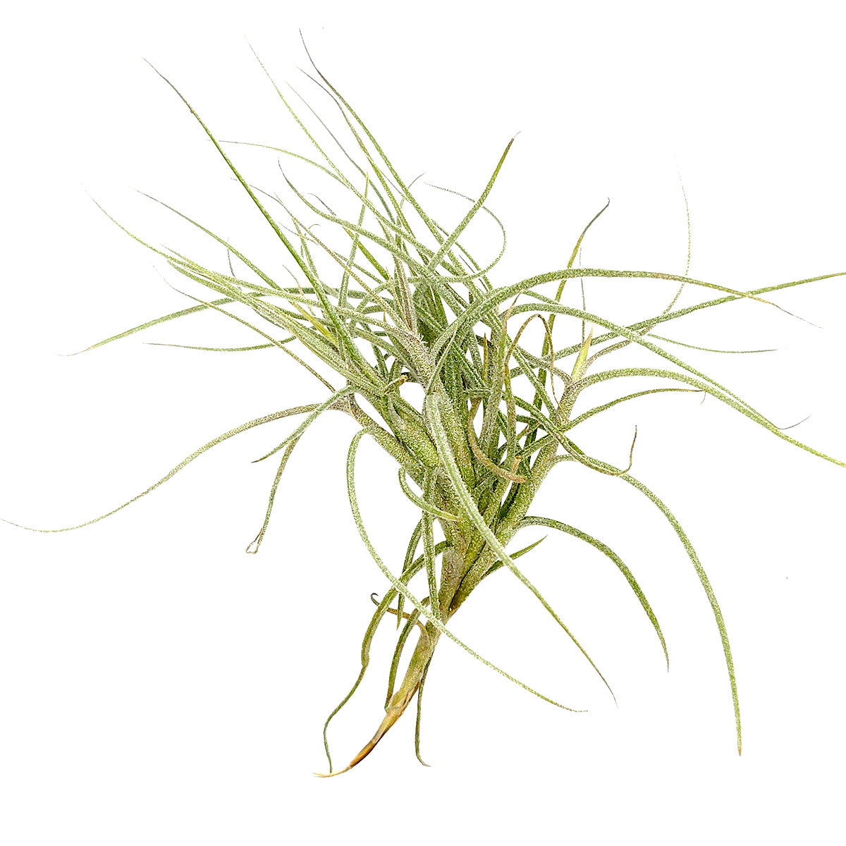 air plant subscription Tillandsia Recurvata Clump Air Plant & Care Guide | Air Plant Gift Ideas