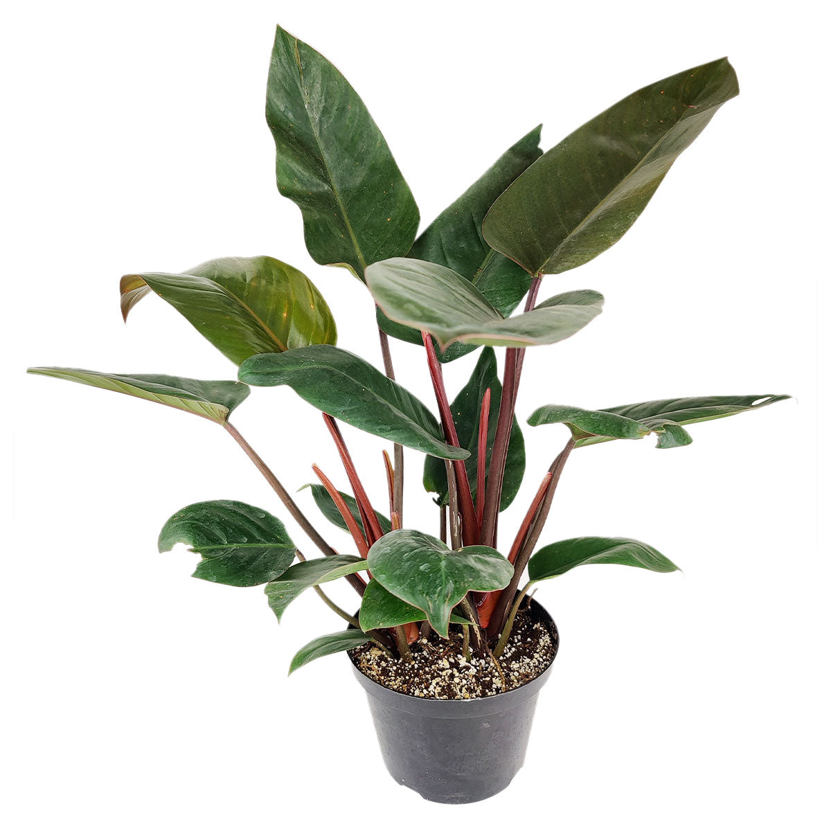 Philodendron Red Congo