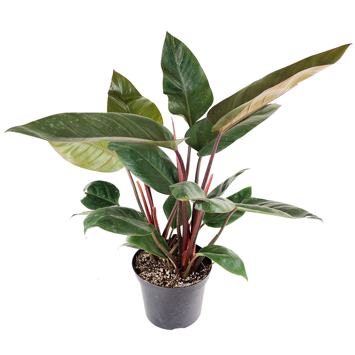 philodendron emerald congo Philodendron Red Congo - Colorful foliage air-purifying houseplant