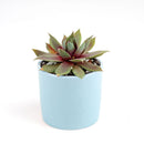 Sempervivum Red Lion for sale, succulent care guide, succulent plant, Succulents shop near me, how to grow succulents, cactus, Succulents, monthly succulents, succulent care, Sempervivum Red Lion in California, How to grow Sempervivum Red Lion, indoor succulents, care tips for growing Sempervivum Red Lion