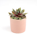 Sempervivum Red Lion for sale, succulent care guide, succulent plant, Succulents shop near me, how to grow succulents, cactus, Succulents, monthly succulents, succulent care, Sempervivum Red Lion in California, How to grow Sempervivum Red Lion, indoor succulents, care tips for growing Sempervivum Red Lion