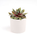 Sempervivum Red Lion for sale, succulent care guide, succulent plant, Succulents shop near me, how to grow succulents, cactus, Succulents, monthly succulents, succulent care, Sempervivum Red Lion in California, How to grow Sempervivum Red Lion, indoor succulents, care tips for growing Sempervivum Red Lion