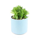 Crassula Red Pagoda Shark Tooth for sale. Succulents for sale. Shop succulent online 