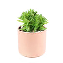 Crassula Red Pagoda Shark Tooth for sale. Succulents for sale. Shop succulent online 