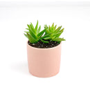 Crassula Red Pagoda Shark Tooth for sale. Succulents for sale. Shop succulent online 