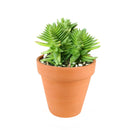 Crassula Red Pagoda Shark Tooth for sale. Succulents for sale. Shop succulent online 