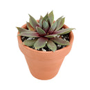 Sempervivum Red Lion for sale, succulent care guide, succulent plant, Succulents shop near me, how to grow succulents, cactus, Succulents, monthly succulents, succulent care, Sempervivum Red Lion in California, How to grow Sempervivum Red Lion, indoor succulents, care tips for growing Sempervivum Red Lion